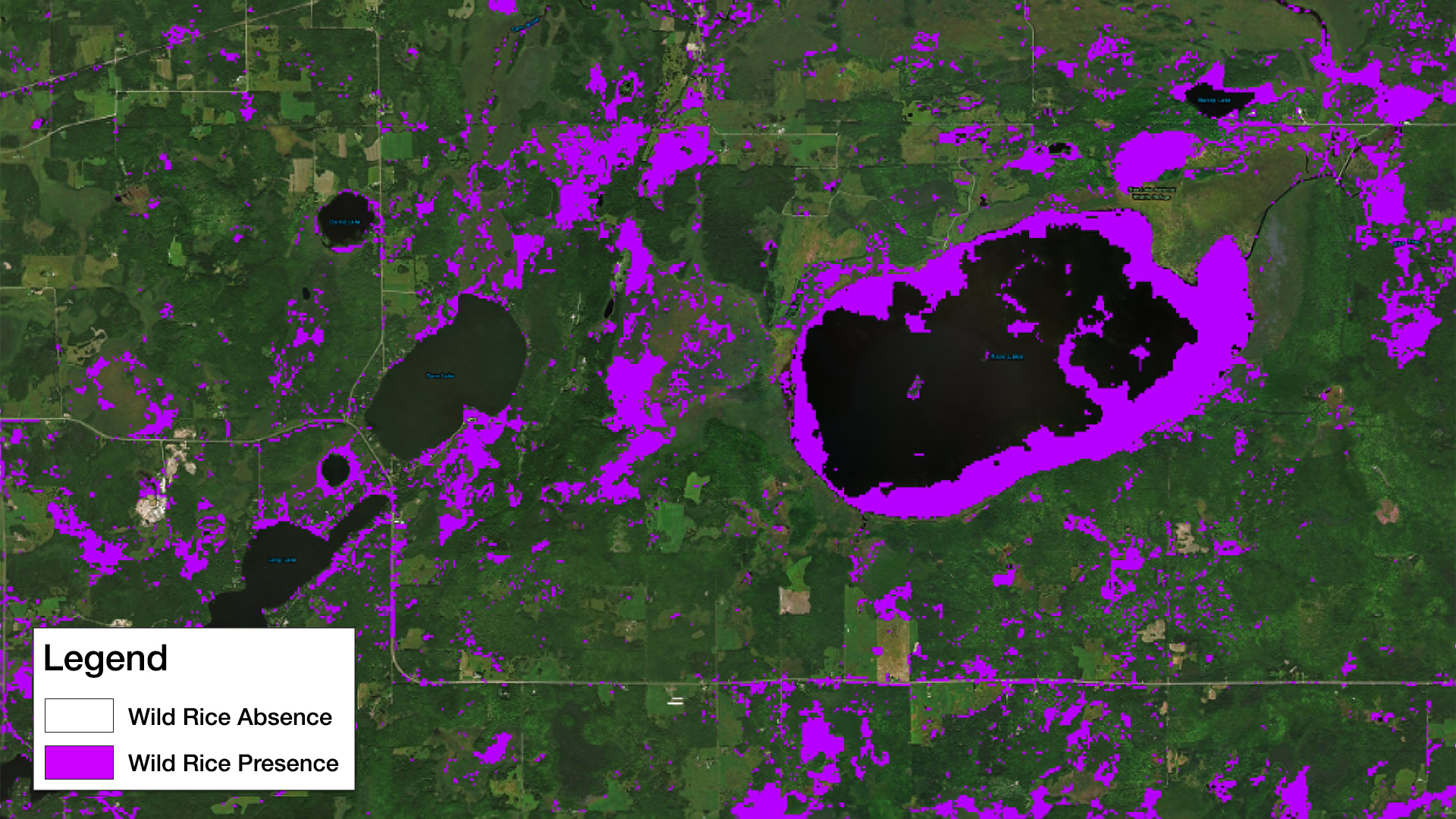Map created by the Minnesota & Texas Agriculture & Food Security team depicting the presence or absence of wild rice. Image credit: NASA DEVELOP