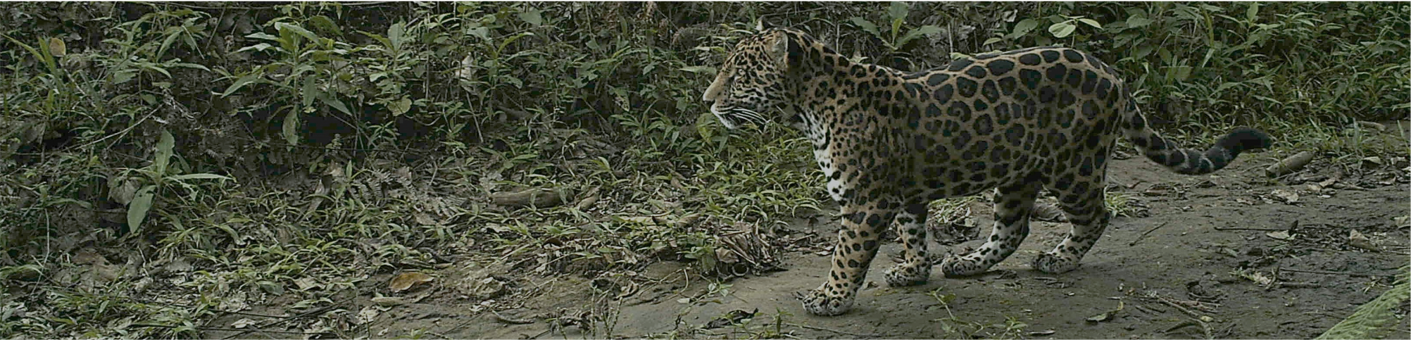 Image of jaguar (Panthera onca). Image credit: Arizona Center for Nature Conservation, with written permission.