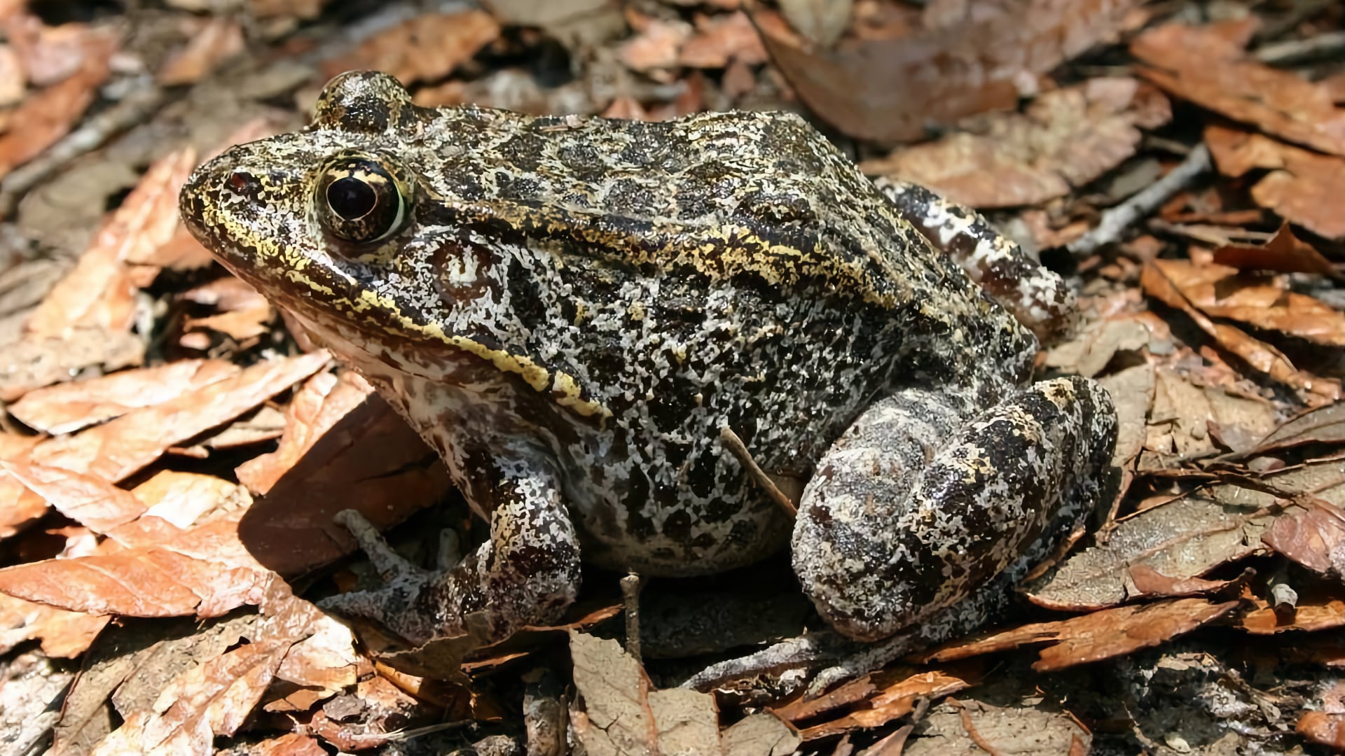 The endangered gopher frog (Lithobates capito) Image credit: Mark Bailey (US Forest Service)