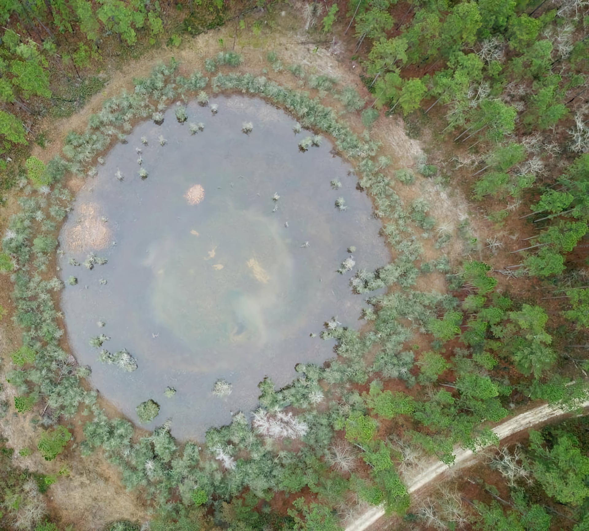 Seasonal ponds make ideal breeding sites for gopher frogs since they lack predatory fish and provide a safe refuge. Image credit: Mark Bailey (US Forest Service)