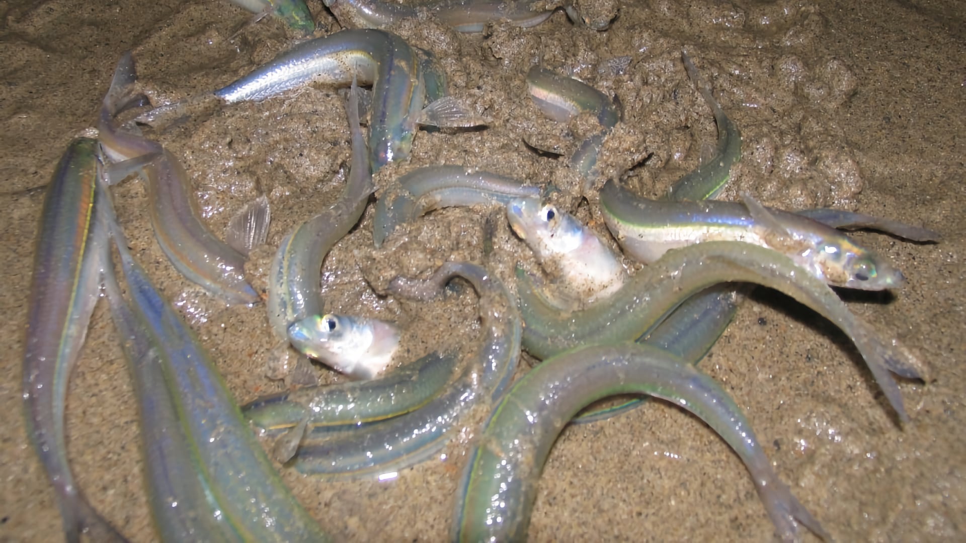 Image of grunion spawning on the beach. Image credit: Julianne Steers, Grunion.org, with written permission